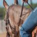 Martin Saddlery Latigo Braided 5-Strand Roping Rein - 3/4 Thick with Buckle Snap Ends - Buy Online on SooperMarket.com
