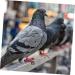 400 Pcs Pigeon Foot Ring Pigeon Supplies Number Baby 1X0.5cmx2pcs Colorfulx2pcs - Buy Online on SooperMarket.com