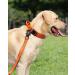 Joytale Tactical Dog Collar for Large Dogs | Durable Orange Dog Collar with Handle & QR Code Tag | Shop Now! - Buy Online on SooperMarket.com