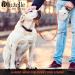 Bluzelle 8m Long Dog Leash for Dogs up to 50kg - Flexible Neon-Orange Reflector Belt with 360 Carabiner Hook Ergonomic Gray Handle & Catchment Brake - Buy Online on SooperMarket.com