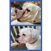 Squishface Wrinkle Wipes 6x8 Large Chlorhexidine Dog Wipes - Anti-Itch, Deodorizing, Tear Stain Remover for English Bulldog, Pugs, Frenchie, Bulldogs & More! - Buy Online on SooperMarket.com