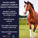 Suppleaze Gold Joint Supplement for Horses - Nourishes Conditions and Supports Your Horses Joints - Optimum Levels of Glucosamine - New Formula with MSM HA Vitamin C And Boswellia 600 g (Pack of 1) - Buy Online on SooperMarket.com