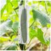 SUPVOX 4pcs Fruit Vegetables Shaping Pentagram Planting Star Accessories Plangting Plastic Mould Mold - Buy Online on SooperMarket.com