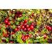 Organic Dried Cranberries 2 Pounds | Non-GMO & Kosher | Unsulfured | Bulk Pack of 1 - Buy Online on SooperMarket.com