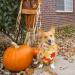 3Pcs Halloween Dog Bandanas Thanksgiving Pet Triangle Bibs Fall Pumpkin Maple Leaf Printed Dog Kerchief Adjustable Washable Scarfs Accessories for Small Medium Large Girl Boy Dogs Puppies Cats Pets - Buy Online on SooperMarket.com