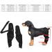 BORDSTRACT Dog Leg Braces for Hind Leg Adjustable Dog Knee Brace for Cruciate Ligament Injury Protecting Wounds Surgery Healing Arthritis Joint Pain and Muscle Sore HJ25 XS - Buy Online on SooperMarket.com