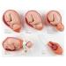 3B Scientific VG393 Labor Stages Model 12.2-Inch Lengthx15.7-Inch Widthx5.1-Inch Height - Buy Online on SooperMarket.com
