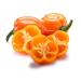 Habanero Powder 3.75 oz - Spicy and Flavorful Seasoning | 3.75 Ounce - Buy Online on SooperMarket.com