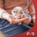 Marshall Pet Products Natural Premium Ferret Diet Food with Chicken Protein 4lb - Highly Digestible | Pack of 1 - Buy Online on SooperMarket.com