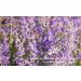 500g Raw Wildflower & Forest Herb Bee Pollen - Pure & Unheated - Buy Online on SooperMarket.com