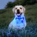 Laroo Safety LED Light Band for Dogs & Cats | Waterproof Easy-Fastening Blue Light for Collars & Dishes | Ideal for Outdoor Sports - Buy Online on SooperMarket.com
