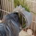 Small Animal Hay Feeder - Chew-Proof ABS Body with Stainless Steel Grid - Ideal for Rabbits, Guinea Pigs, Chinchillas - 20x16x10cm Gray - Buy Online on SooperMarket.com