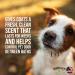 Showseason Sugar Cookie Pet Cologne 2.5 oz for Dogs - Travel Size | Long-Lasting Odor Eliminator | Cruelty-Free & Paraben-Free | Made in USA - Buy Online on SooperMarket.com