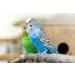 2 x 100g Packs Vitakraft Millet Spray For Birds - Buy Online on SooperMarket.com