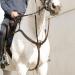 SUNRIDE Ascot Breastplate Made of Genuine Leather with Martingale - for Horses - Can be Used as 5-Point and 3-Point - Martingale Rings for Opening for Quick Threading of the Reins (Cob Brown) Cob brown - Buy Online on SooperMarket.com
