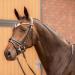 HORZE Grayson Classic Leather Ergonomic Snaffle Dressage Bridle - Black/White Horse - Buy Online on SooperMarket.com
