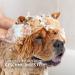 Aniforte Fellharmonie Conditioner for Dogs 200ml - Natural Coconut Oil & Aloe Vera Rinse for All Coat Types Perfume-Free International Shipping - Buy Online on SooperMarket.com