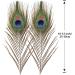 10pcs Multicolored Natural Peacock Feathers for DIY Crafts and Easter Decoration - 10-12 inch - Buy Online on SooperMarket.com