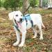 Buy Belpro Multi-Purpose Dog Harness - No Pull Reflective Adjustable Vest for Large Dogs - Durable Handle & Dog Dishes - Ideal for Active Dogs (Blue M) - Buy Online on SooperMarket.com