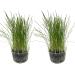 Catomwise Eco Cat Grass Kit x 2 | Organic Cat Grass Kit with environmentally friendly PLA bowls | Great For Indoor Cats - Good for outdoor cats too.
