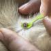 Innogadgets Tick Hook & Pliers Set | Gentle Tick Removal in Seconds | Different Hooks for All Sizes | Free E-Book for Dog Tricks | Green (3-Pack) - Buy Online on SooperMarket.com