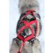 Northern Howl X-Back Dog Harness - XL Red for Canicross Bikejoring Skijoring & Dogscooting - International Shipping Available - Buy Online on SooperMarket.com