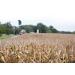 Stone Ground White Corn Grits Non-GMO - 30 oz Bag - Buy Online on SooperMarket.com
