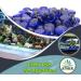 Arsuk Glassenic Deko Blue - Flat Stones for Decoration 0.955 kg - Perfect for Party Tables Vases Aquariums & Weddings - Buy Online on SooperMarket.com