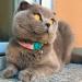 Shop Kittyrama Neck Bands for Cats & Kittens - Vogue Featured Vet Approved Breakaway Hypoallergenic & Comfortable - Shop Now! - Buy Online on SooperMarket.com