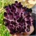 Crystals 1pc Natural Amethyst Violet Ghost Phantom Quartz Crystal Cluster Specimen Pray Home Decor degaussing Stone Collection (Size : 610-700g) - Buy Online on SooperMarket.com