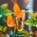 Aquarium Feeding Set: Fish Feeding Ring, Food Feeder, Spawning Bed, Betta Leaf Pad - 4 Pieces - Buy Online on SooperMarket.com