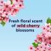 Suave Women s Deodorant Bundle - Wild Cherry Blossom 2-Pack | Invisible Solid & Dry Spray | 48H Antiperspirant Protection - Buy Online on SooperMarket.com