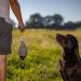 HP & G Home Pets & Garden Apportier Dummy Stockente - 40cm Dog Training Dummy Durable & Robust Ideal for Enhanced Pet Training - Buy Online on SooperMarket.com