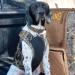 Browning Camo Neoprene Dog Vest | Realtree MAX-5 | Size Medium Realtree MAX-5 Medium - Buy Online on SooperMarket.com
