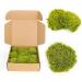 Preserved Moss Pole - 1.5 sq. Ft Decorative Moss for DIY Crafts and Wall Decor (Yellow Green) - Buy Online on SooperMarket.com
