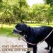 Alpha Boy Dog Training Collar - Comfortable Leather Harness for All Breeds Easy to Use Quick Lock Buckle (XXL) - Buy Online on SooperMarket.com