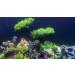 Begondis 25-Piece Plastic Aquarium Plant Tree Set | Artificial Aquatic Plants & Flowers for Fish Tank Decorations - Buy Online on SooperMarket.com