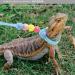 SHMLY 2-Piece Adjustable Leash & Harness for Lizards Hamsters Guinea Pigs & Small Pets - Blue & Pink - Buy Online on SooperMarket.com