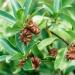 Star Anise Seeds or Star Anise Pods (Anis Estrella) Weights: 57 GR (2 OZ). 57 g (Pack of 1) - Buy Online on SooperMarket.com