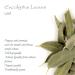Organic Eucalyptus Losblatt Tea - Biodegradable Eucalyptus Herb Tea 100g | International Shipping - Buy Online on SooperMarket.com