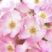 Weleda Wild Rose Body Lotion - 6.8 fl oz (200 ml) | Natural Pampering Moisturizer - Buy Online on SooperMarket.com