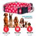 Native Pup Holiday Dog Collar - Valentine's Day, Halloween, Thanksgiving, Christmas, 4th of July, American Flag, St. Patrick's Day, Easter - Medium (Pack of 1) Christmas Snowflakes - Buy Online on SooperMarket.com