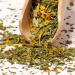 Verde Mate Green Sarsaparilla 0.5 kg | Spicy yerba mate with sarsaparilla 500 g | Strongly stimulating | Ethereal aroma and deep flavor | Exceptional yerba mate tea from Brazil - Buy Online on SooperMarket.com
