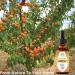 100% Pure Organic Apricot Kernel Oil - Cold-Pressed 2 oz from Turkey | Ideal for Massage Skincare Hair & Aromatherapy - Buy Online on SooperMarket.com