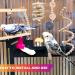 Buy 13-Part Natural Wood Parrot Toys - Bird Swing Climbing & Grinding Accessories for Budgies & Canaries - International Shipping Available - Buy Online on SooperMarket.com