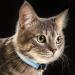 18 Piece Reflective Cat Collars with Bell and Safety Buckles | Durable Nylon Adjustable Collars with 6 Weatherproof ID Tags for Kittens and Puppies - Buy Online on SooperMarket.com
