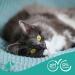 Beaphar Cat Shampoo with Macadamia Oil & Aloe Vera - pH-Neutral Paraben-Free Vegan 1 Pack - International Shipping Available - Buy Online on SooperMarket.com