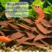 ProFlora Sea Almond Leaves | Organic Catappa Leaves for Aquariums | 12 XS Pieces (8 cm) - Natural Water Enhancer & Nutritional Supplement - Buy Online on SooperMarket.com