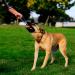 Chuckit! Ultra Tug Dog Toy | Large Rubber Ball Interactive Fetch & Tug Toy - Buy Online on SooperMarket.com