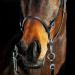 HORZE Genuine Leather Cross-Under Bitless Bridle with Web Reins - Black US Horse - Buy Online on SooperMarket.com